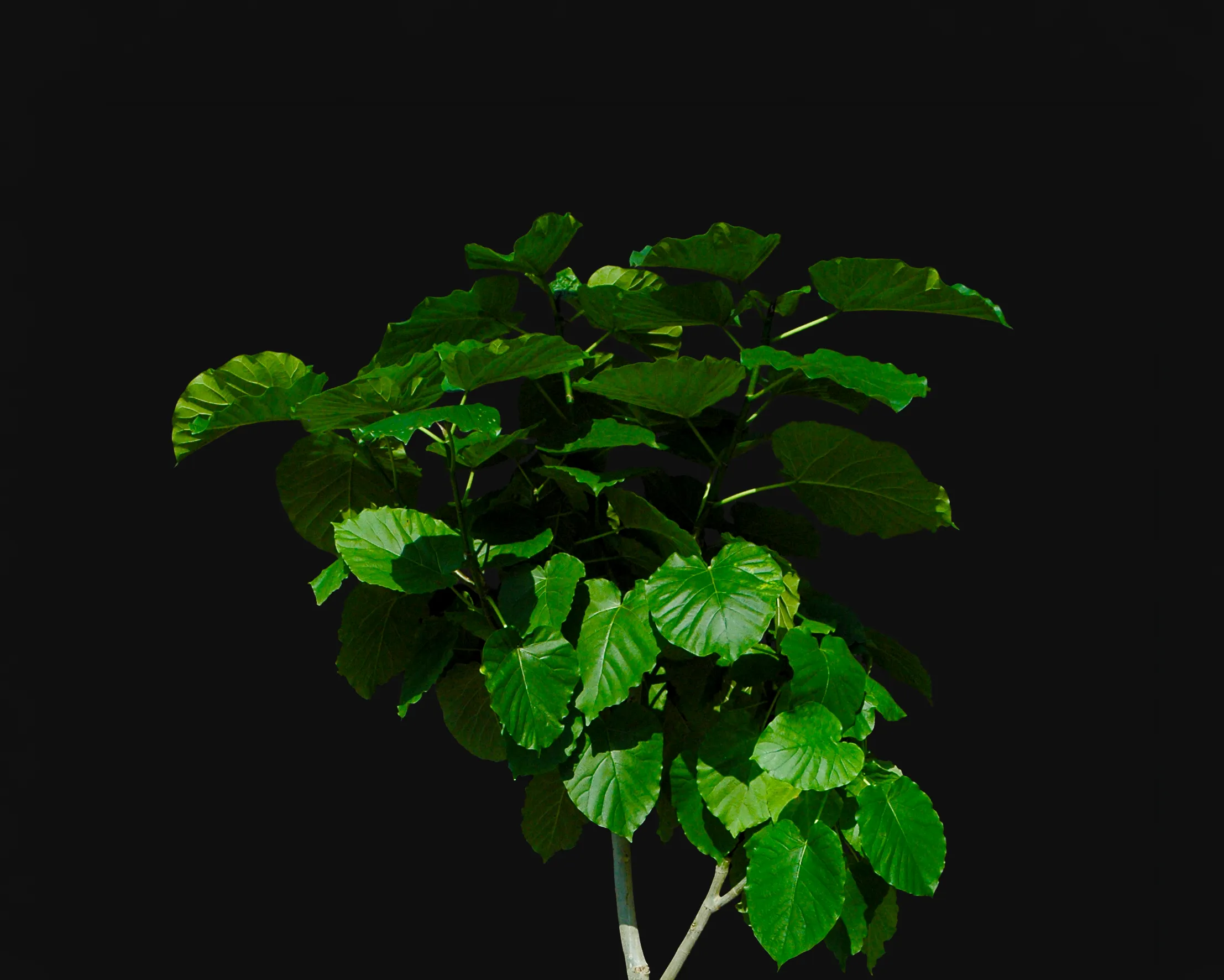 Houseplants