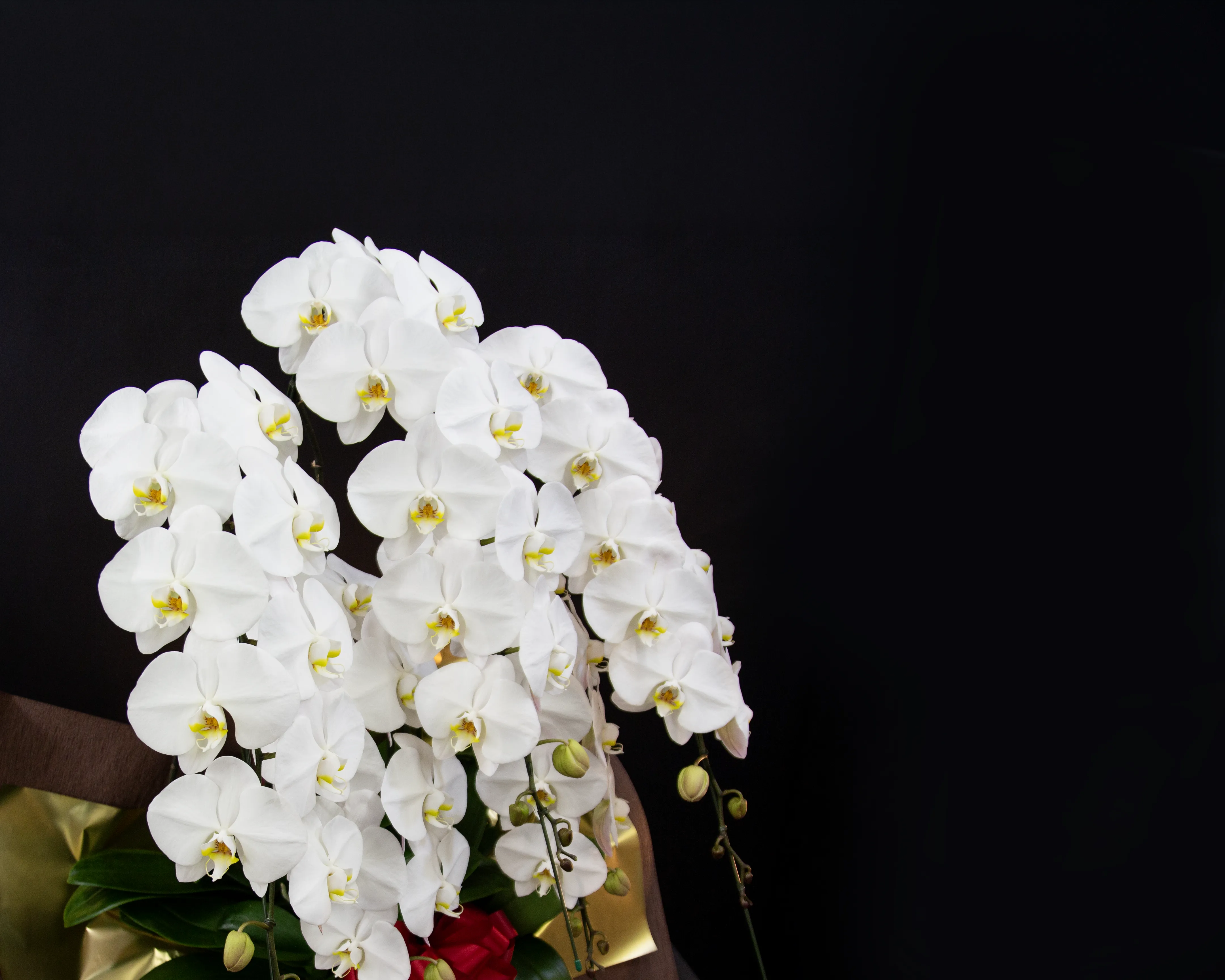 Phalaenopsis