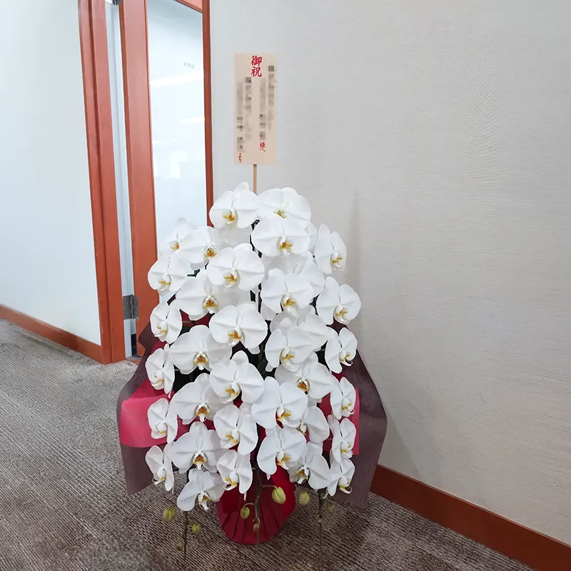 法人様のオフィスへお届けした胡蝶蘭の実例