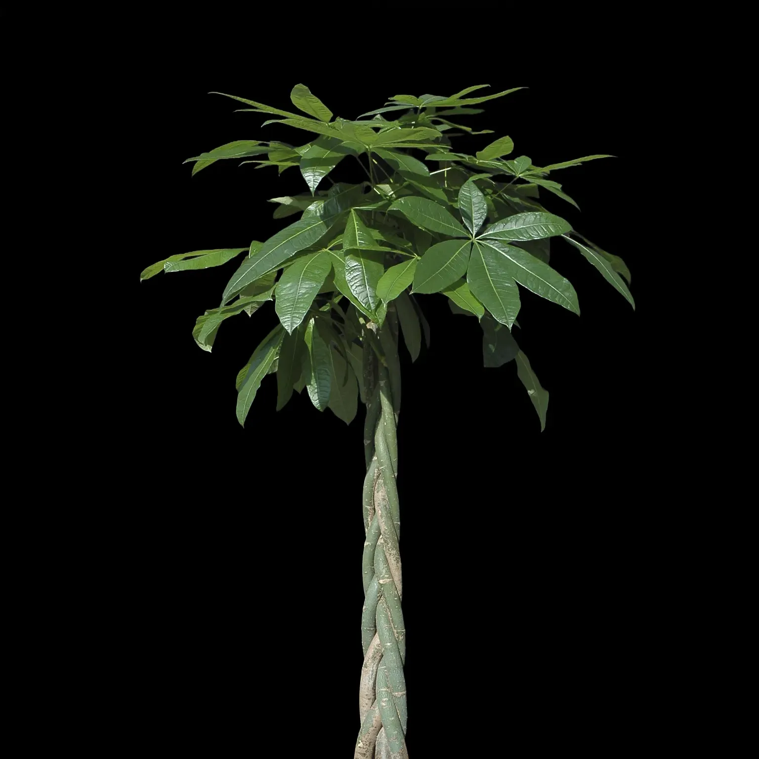 観葉植物