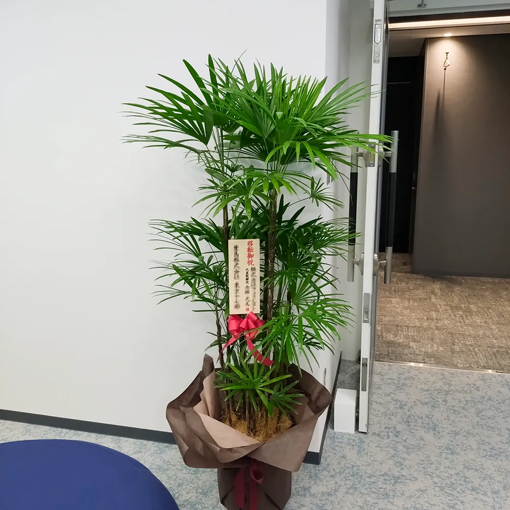 店舗に飾られた観葉植物