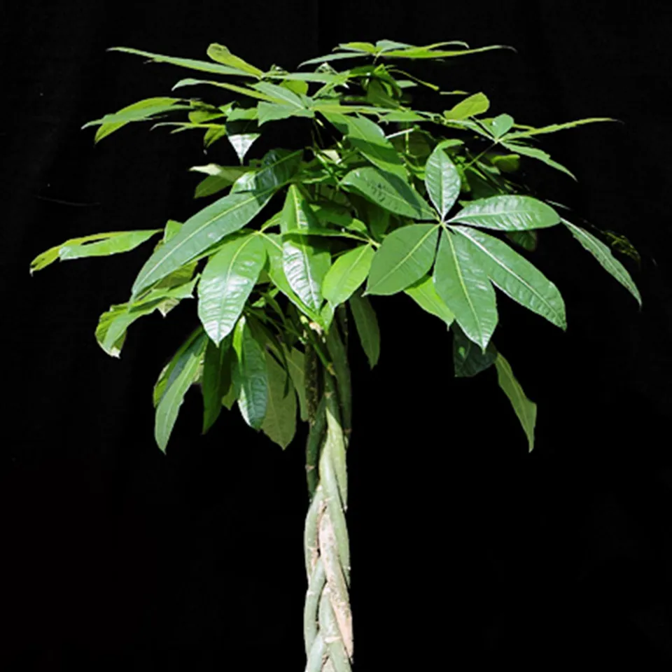 観葉植物：インテリアやオフィスギフトに選ばれる、生命力豊かなグリーン