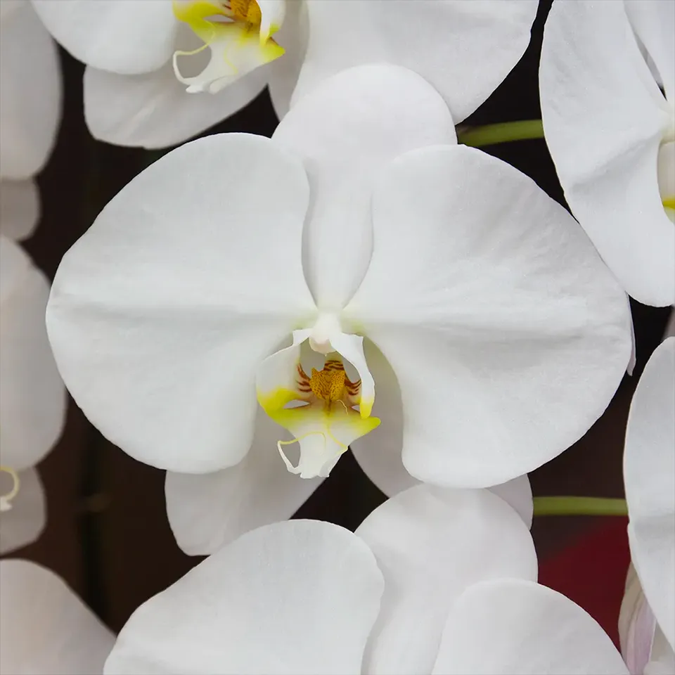 お祝い用 胡蝶蘭（コチョウラン）：開店・就任祝いに最適な高品質な一鉢