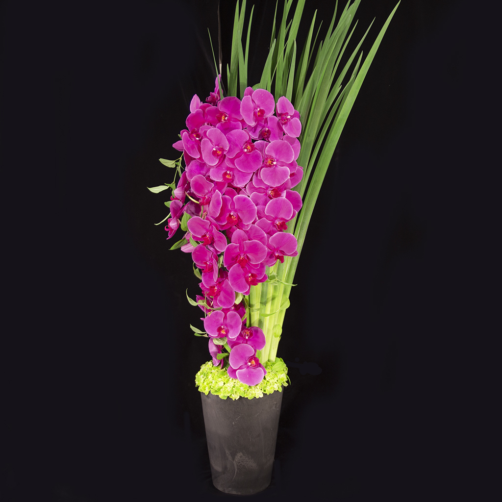 マニフィークファレノ