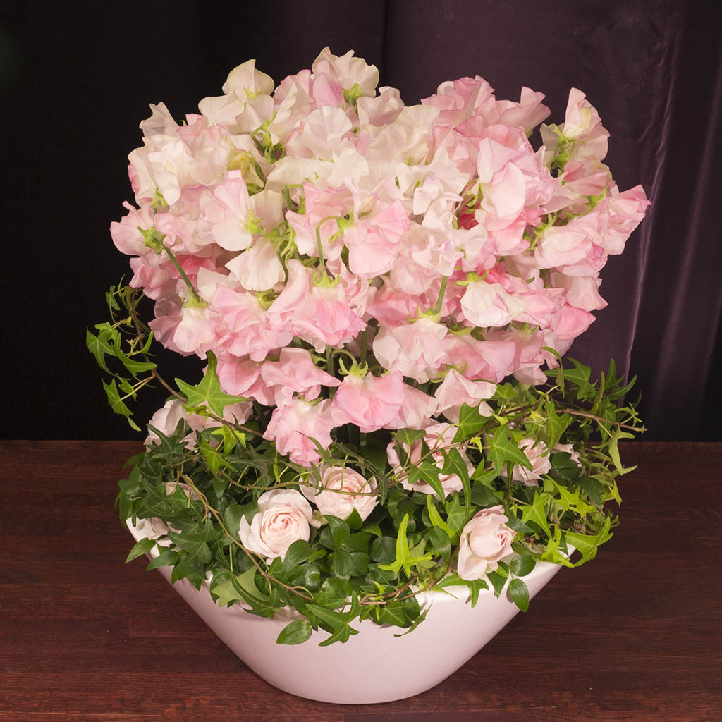 グラース・スイートピー