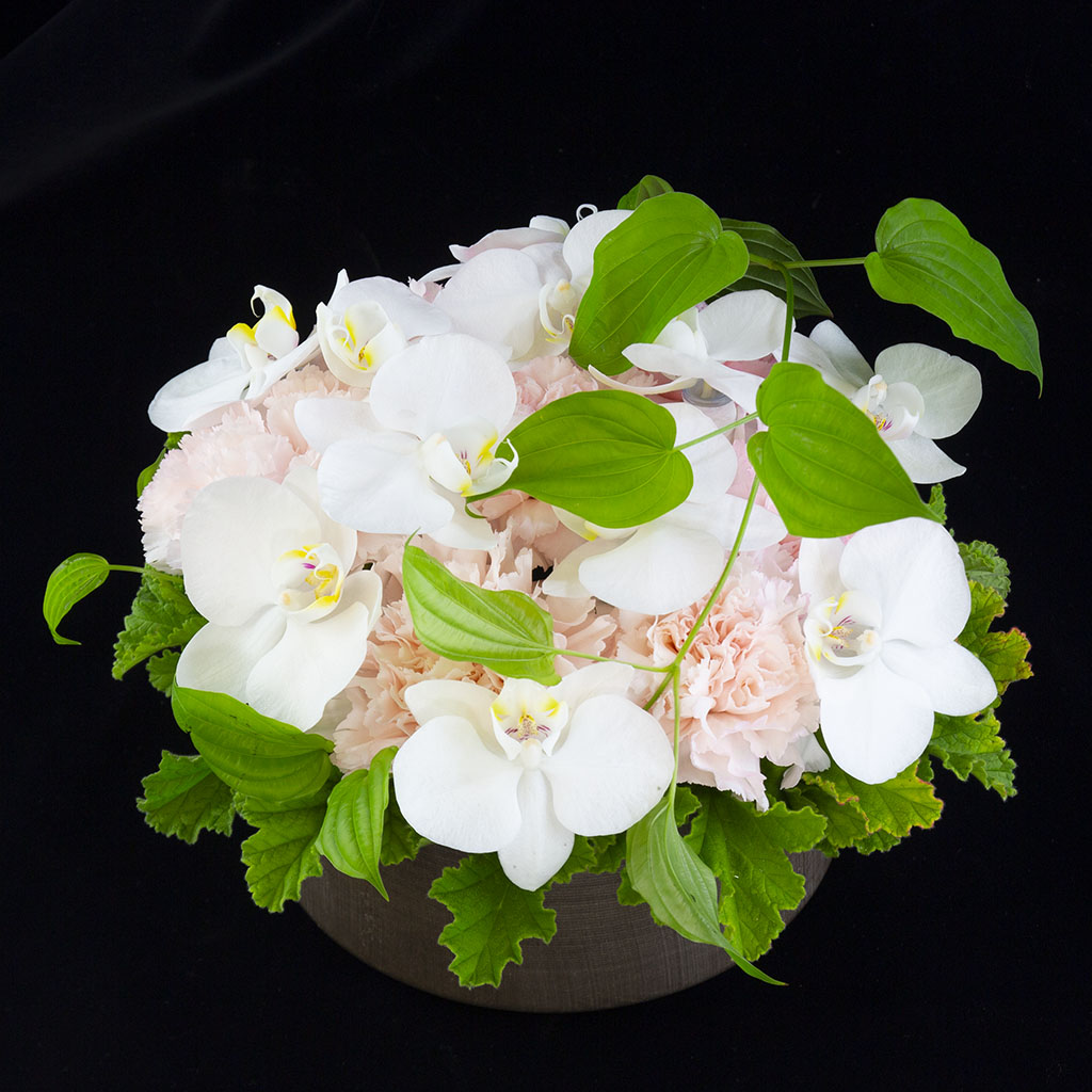 ファレノブリエ