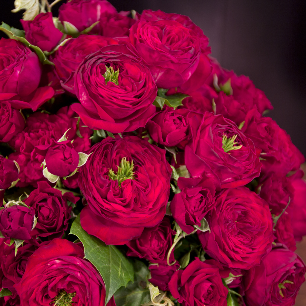 『情熱』を象徴する希少なカップ咲きの赤バラ。重厚感のあるクラシカルなフラワーギフト