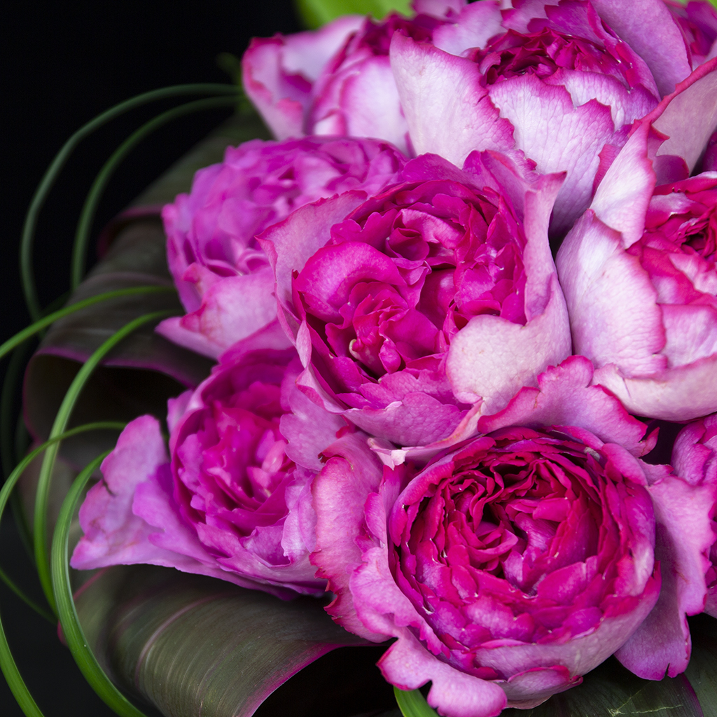 ダマスク・モダンの香りを放つイヴ・ピアジェの豊かな花弁と洗練された造形の近景