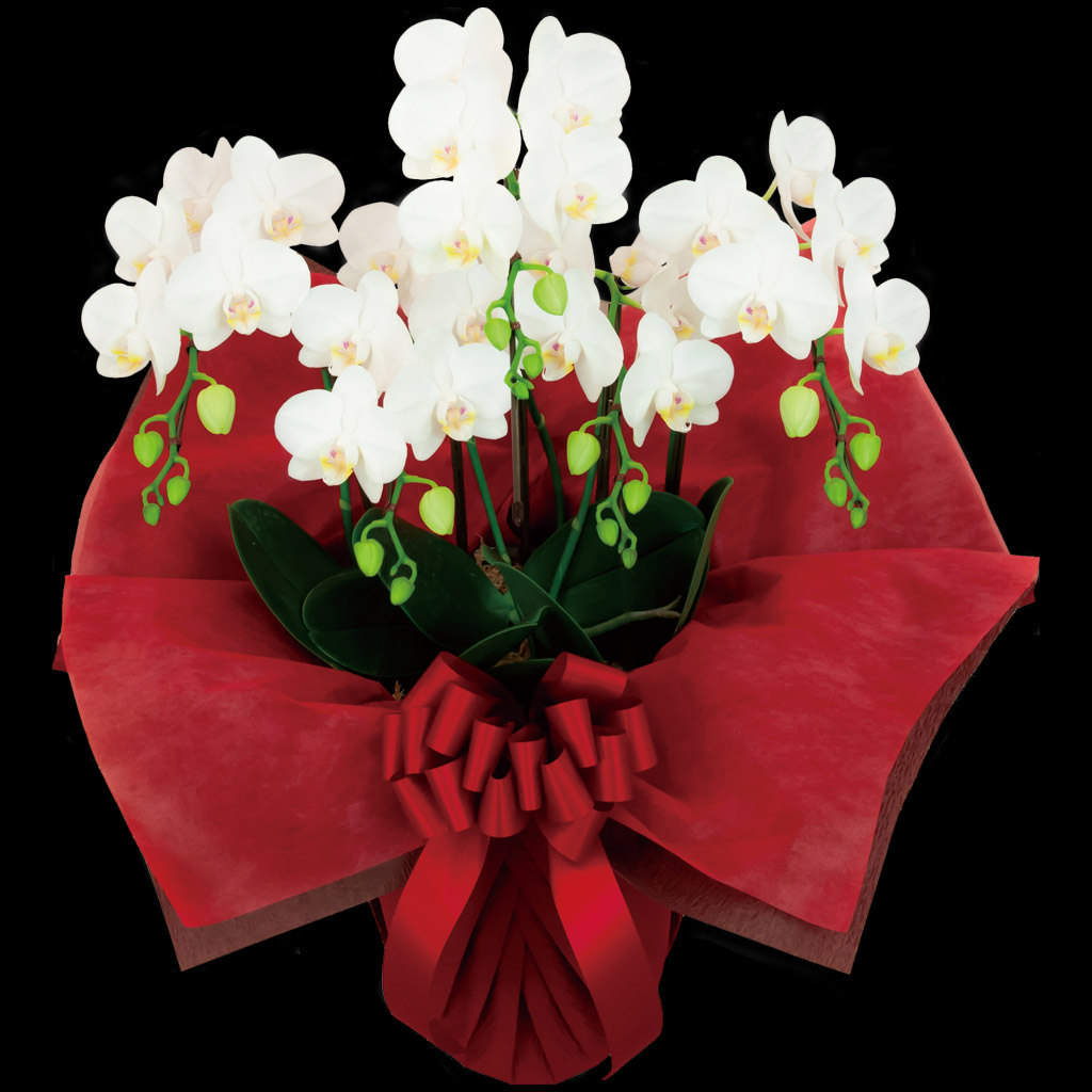 ミディ胡蝶蘭　5本立て