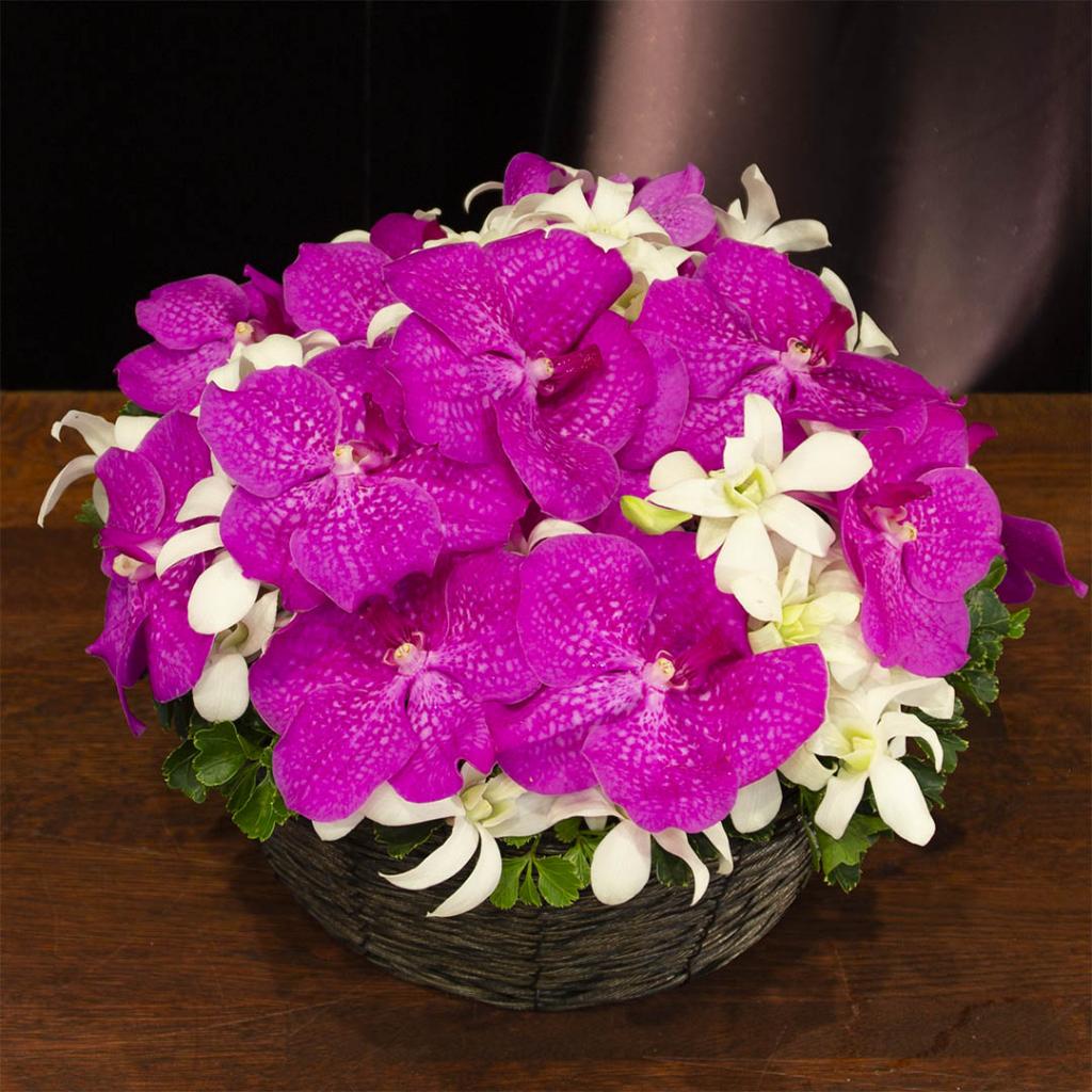 濃いピンクのバンダと白のデンファレを贅沢に使った、モダンな蘭のアレンジメント ラウンドオーキッド