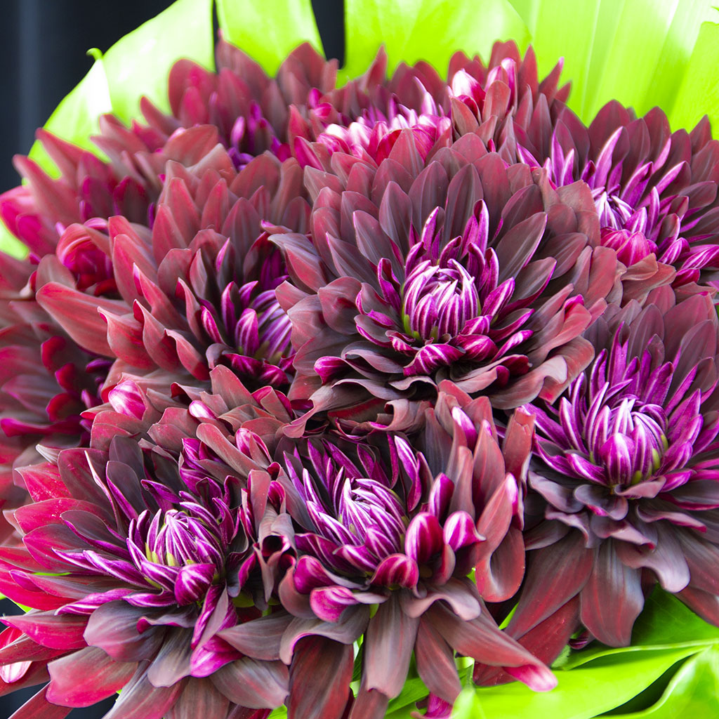 ダリア黒蝶のベルベットのような質感と伸びやかな葉のラインのクローズアップ