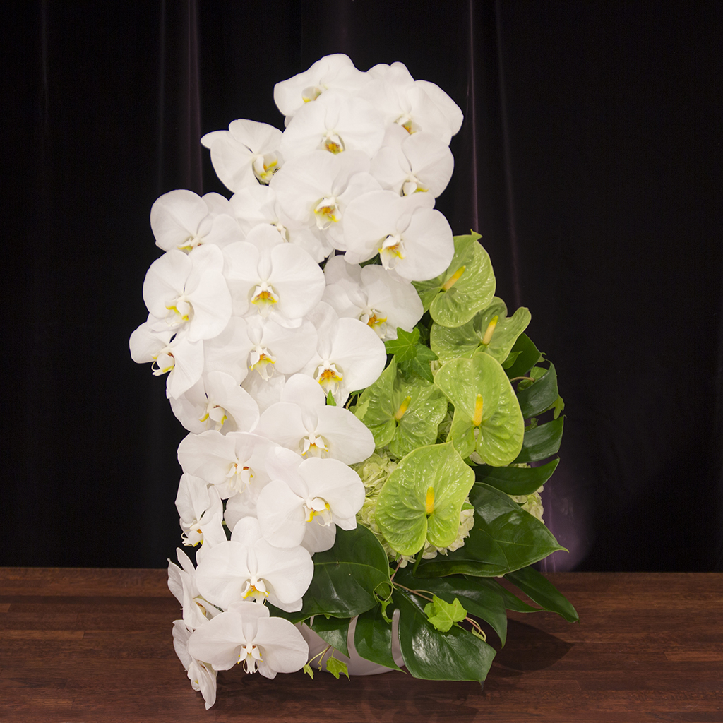 ファレノ・マウンテン