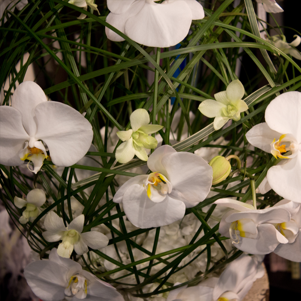 「幸福が飛んでくる」胡蝶蘭と、彗星のように配置されたデンファレが織りなす幻想的なディテール