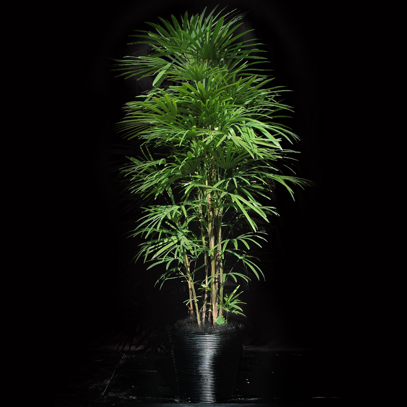 和モダンな空間に調和する、艶やかな掌状の葉が美しいシュロチクのLサイズ（仕上がりイメージ）