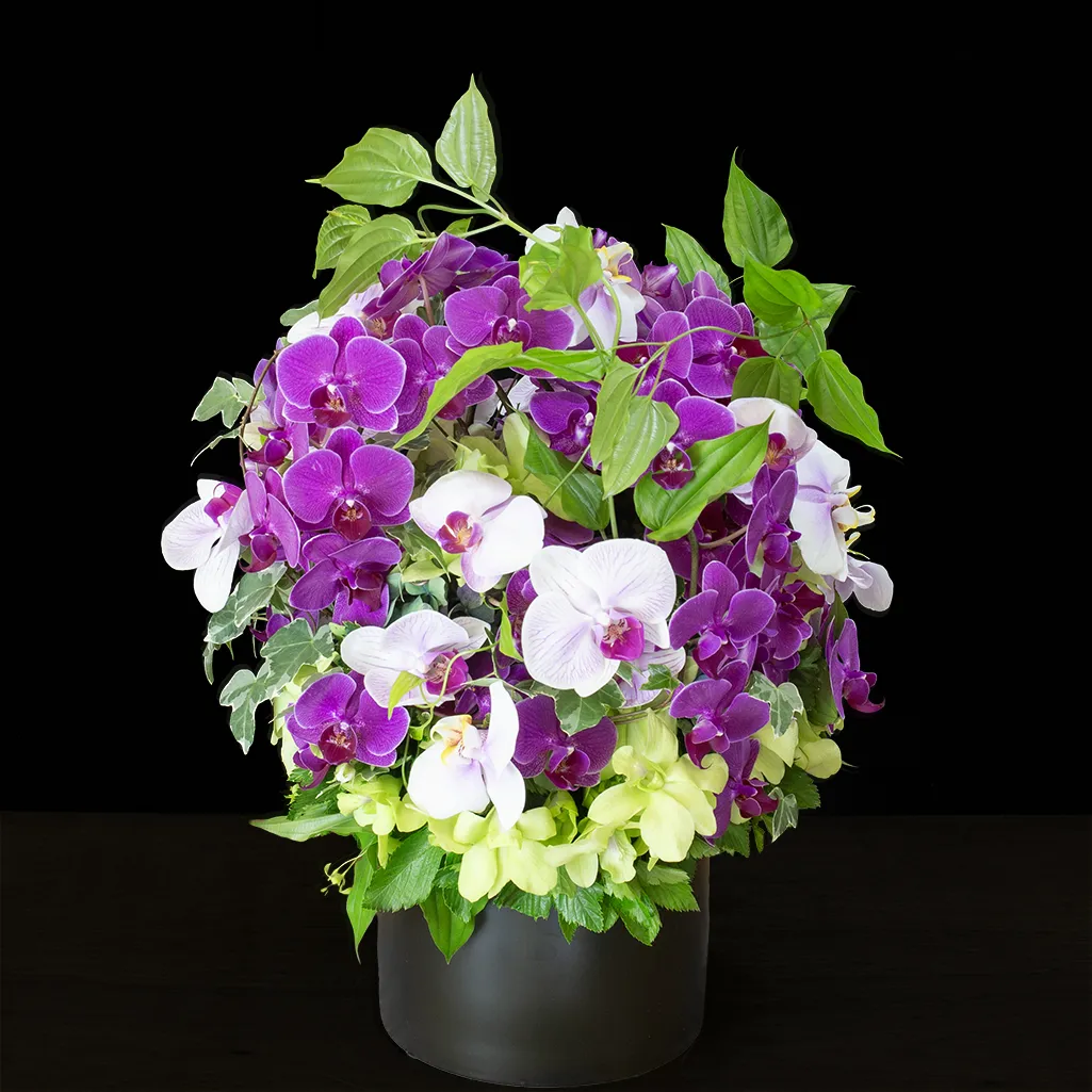 パープルとホワイトピンクの胡蝶蘭が調和する、凛とした美しさのデザイナーズフラワーギフト