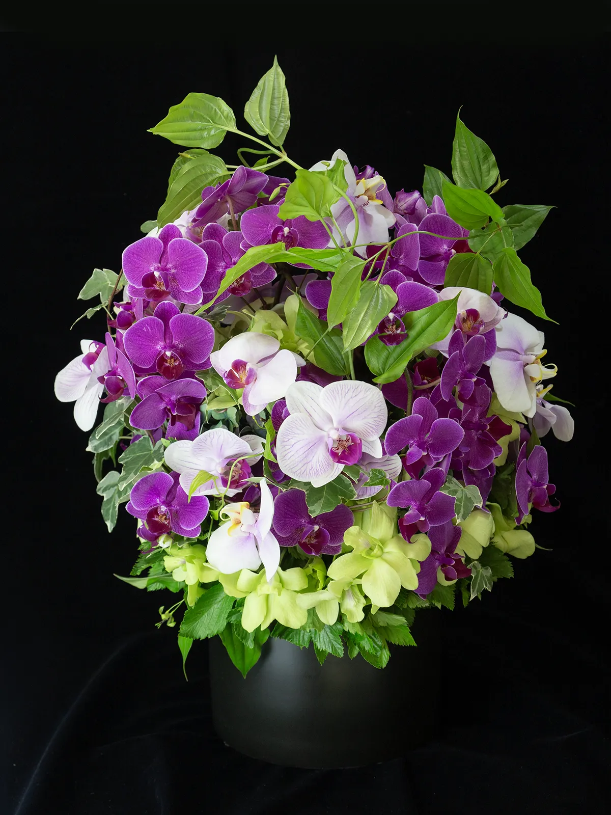 オーキッド・ルミエール