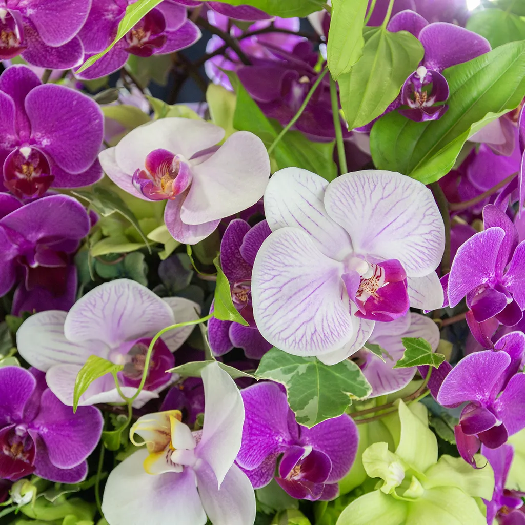 光を受けてやさしく輝く胡蝶蘭の花びらと、瑞々しいグリーンのコントラストのアップ