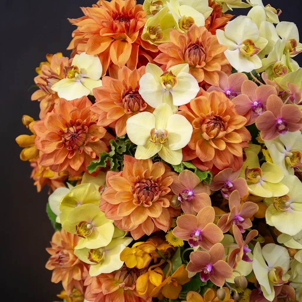 光を反射し発光するように美しく重なる、オレンジのダリアと高貴な胡蝶蘭のアップ