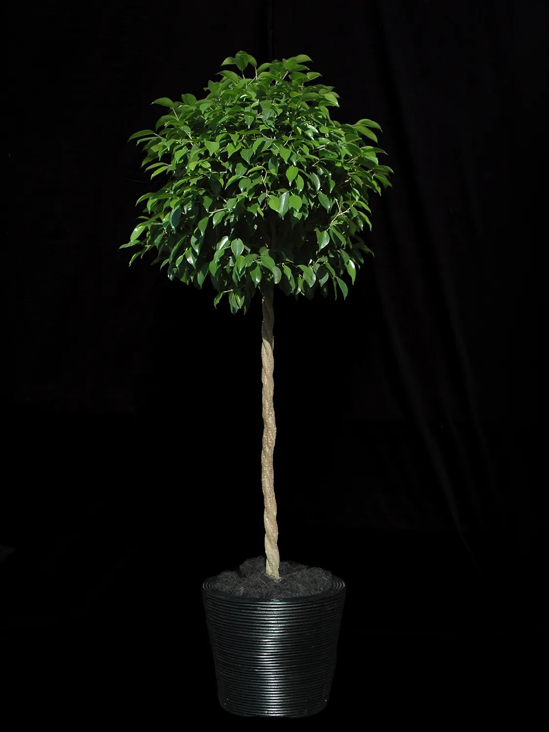 光沢のある美しい葉がみずみずしく密集する人気の観葉植物ベンジャミン。移転祝い・開店・開業祝いなど、想いをきちんと届けたいシーンにおすすめです。オフィスやご自宅のインテリアになじみ、長く楽しめるグリーンギフトです。