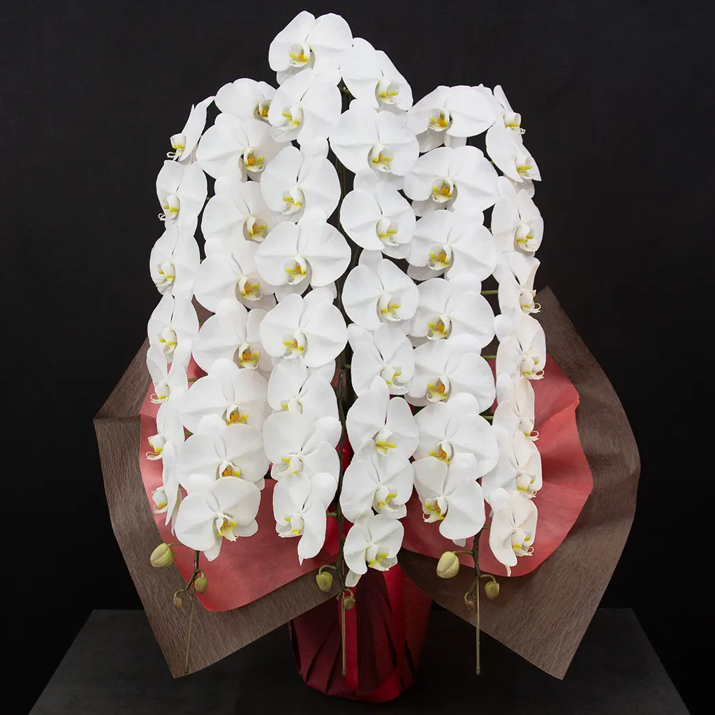 胡蝶蘭 3本立て　36輪以上　ホワイト　（蕾含む）