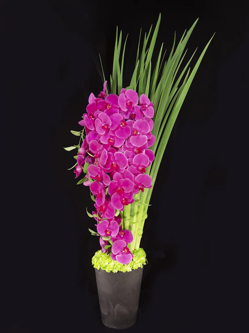 高さのある洗練されたフォルムで仕立てられた、豪華な大輪胡蝶蘭のアレンジメント「マニフィークファレノ」