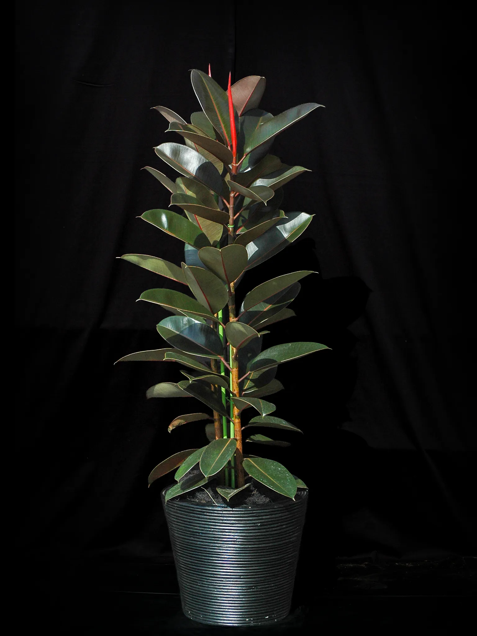 艶やかな葉が美しく空間に映える、高品質なゴムの木の観葉植物Lサイズ（仕上がりイメージ）