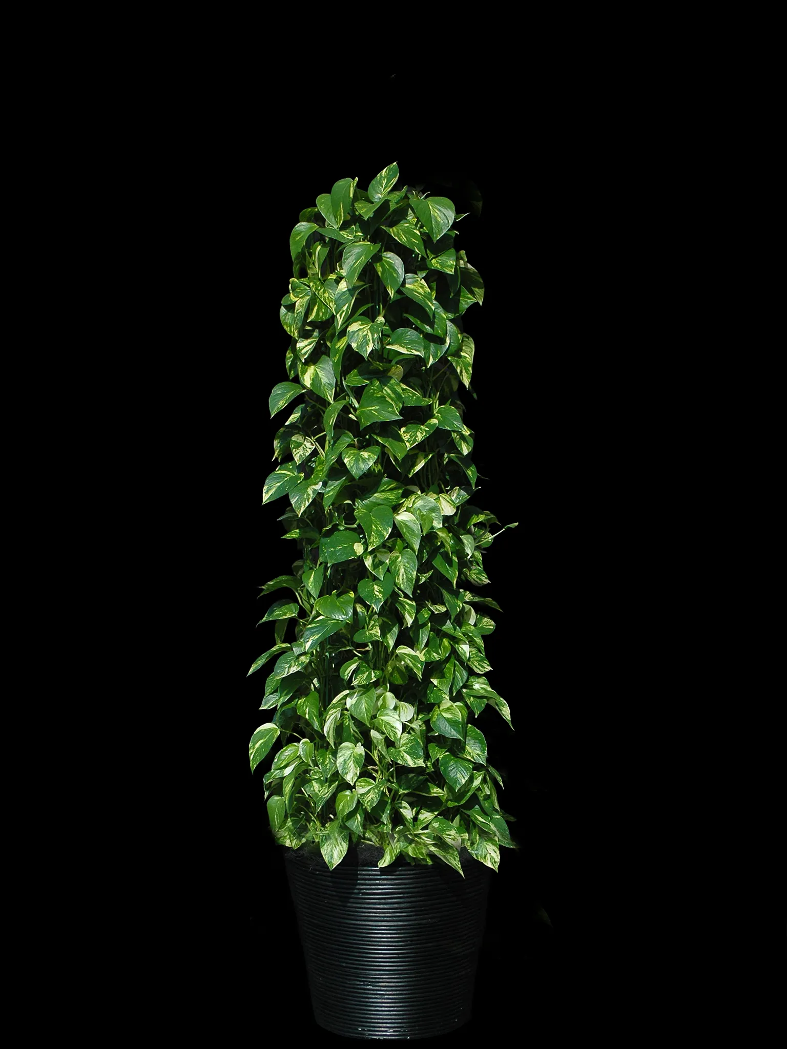 鮮やかで美しい斑入りの葉が魅力的なポトスの観葉植物Mサイズ（仕上がりイメージ）
