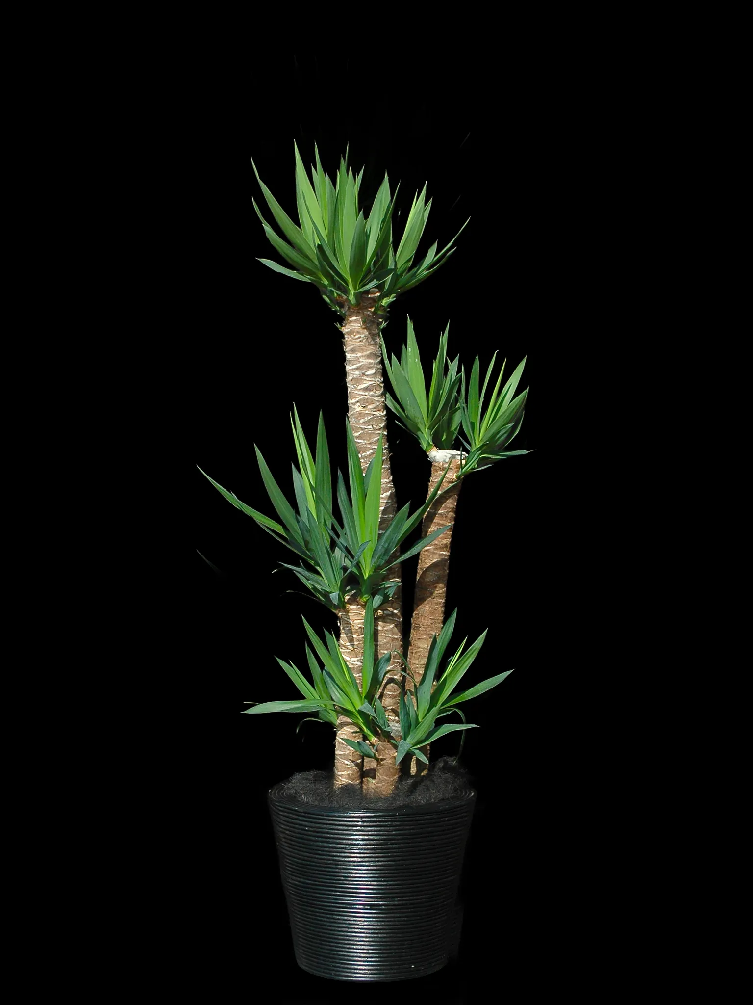 「青年の木」として親しまれる、葉が上に伸びる力強いユッカのMサイズ（仕上がりイメージ）