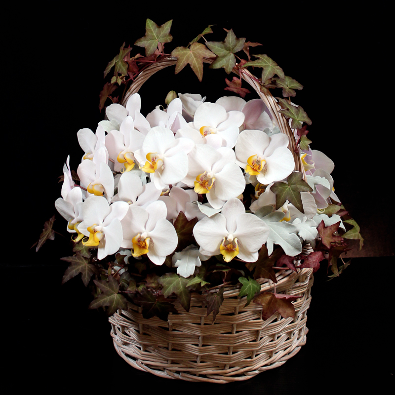 胡蝶蘭の「バスケット」アレンジ