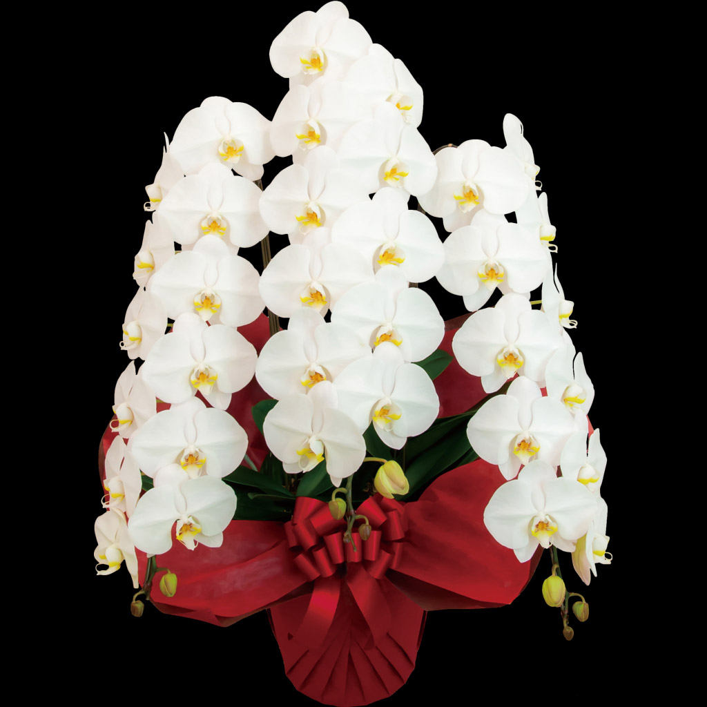 胡蝶蘭 3本立て　36輪以上（蕾含む）