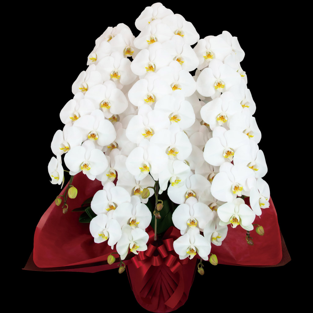 胡蝶蘭 5本立て　60輪以上（蕾含む）